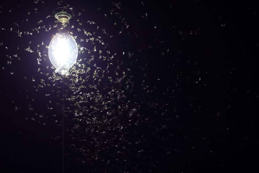 LEDの蛍光灯にはほとんど虫が寄ってこないという雑学