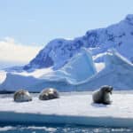 南極でも海水浴ができる場所があるという雑学