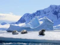 南極でも海水浴ができる場所があるという雑学