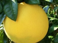 世界で一番大きな柑橘類は晩白柚という雑学