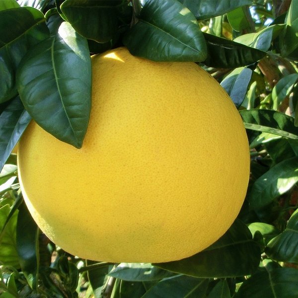 世界で一番大きな柑橘類は晩白柚という雑学