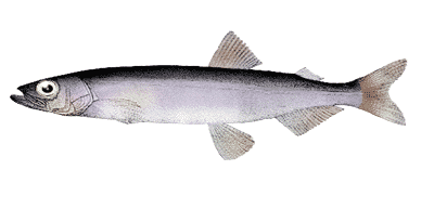 シシャモの本当の正体はキャペリンという魚についてのトリビア