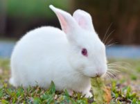 ウサギは自分の糞を食べるという雑学