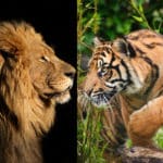 ライオンとトラはどっちが強い？という雑学