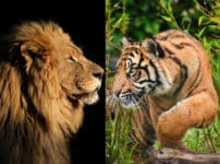 ライオンとトラはどっちが強い？という雑学