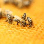 ミツバチが巣に戻ってこられる理由に関する雑学