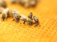 ミツバチが巣に戻ってこられる理由に関する雑学