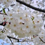 ソメイヨシノは、なぜ花が先で葉っぱがあと？に関する雑学