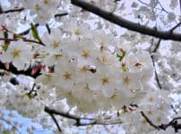 ソメイヨシノは、なぜ花が先で葉っぱがあと？に関する雑学