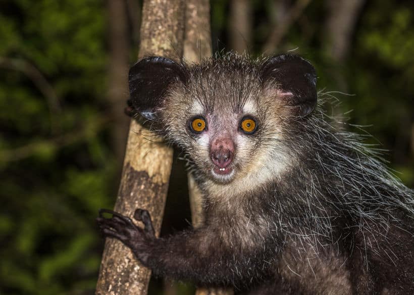 童謡で歌われる アイアイ は実在する貴重な猿 マダガスカル固有の動物だった