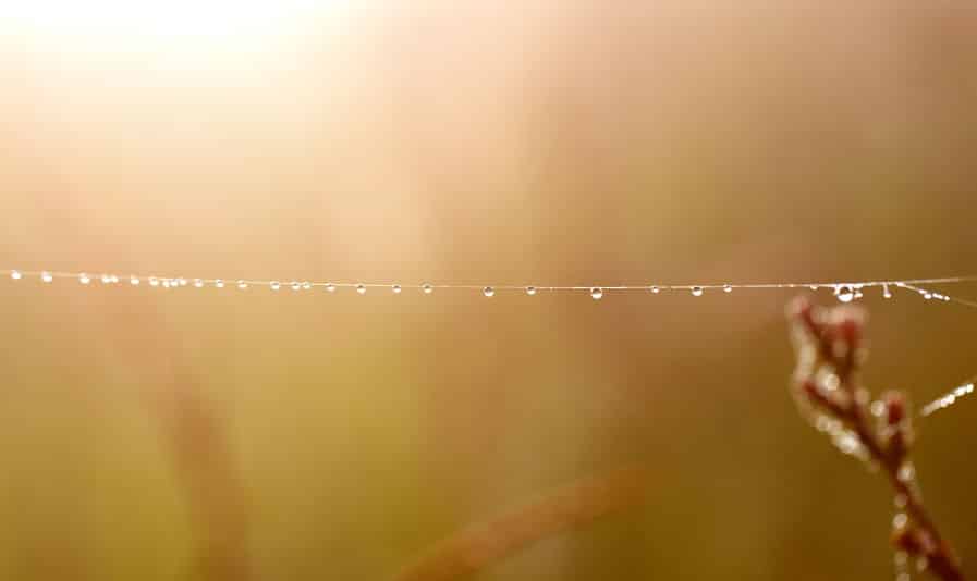 蜘蛛の糸の仕組みは無限の可能性を秘めているというトリビア