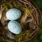 鳥の卵が楕円形なのは巣からの転落を防ぐためという雑学