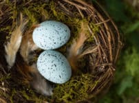 鳥の卵が楕円形なのは巣からの転落を防ぐためという雑学