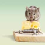 チーズはネズミの好物ではなかった！という雑学