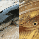 ウナギ不足の救世主のアナゴがどんな魚なのかに関する雑学
