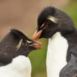 ペンギンは遠距離恋愛が得意という雑学