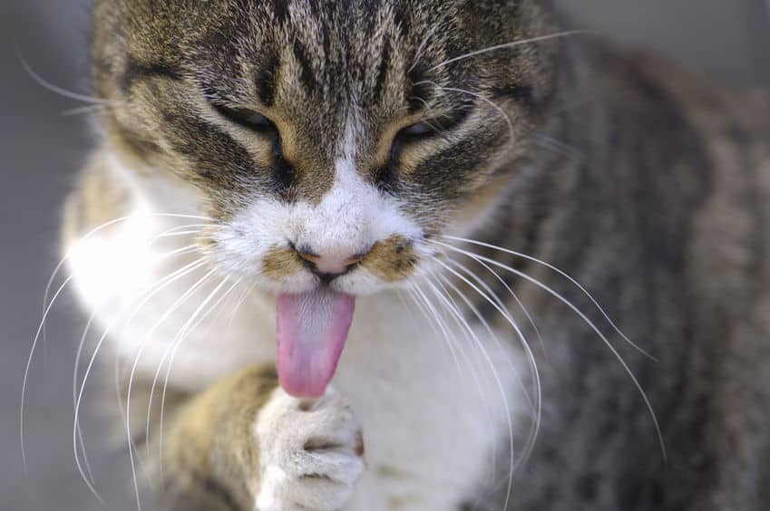 訓練で改善できるかも！猫舌の原因は舌の使い方が下手だから？という雑学まとめ