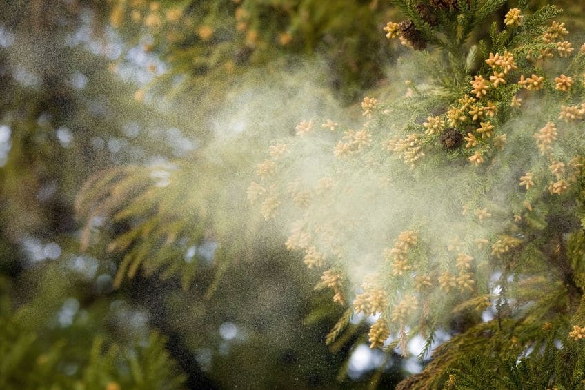 一般的に花粉の測定は人力によるアナログな方法で行われ、時間もかかるし精度も高くない。自動測定できる機械もある。というトリビア