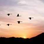 渡り鳥の群れがV字飛行で飛ぶ理由に関する雑学