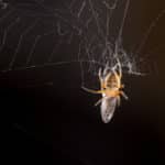 網をはらないクモがいる？に関する雑学