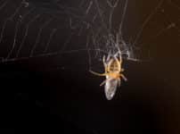 網をはらないクモがいる？に関する雑学