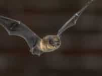 コウモリの翼は、羽ではなく「手」と「腕」という雑学