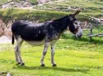 「ラバ」はメスの馬とオスのロバから産まれた動物という雑学