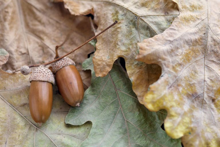 リスは自分が隠したどんぐりの場所を忘れる。かわいすぎか。【動画あり】