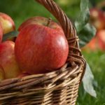 地球温暖化でリンゴの糖度が上がっているという雑学