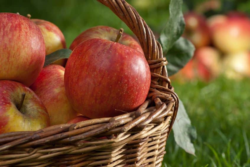 地球温暖化でリンゴの糖度が上がっているという雑学