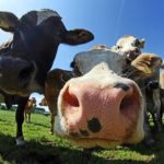 牛は鼻紋で個体を特定できるという雑学