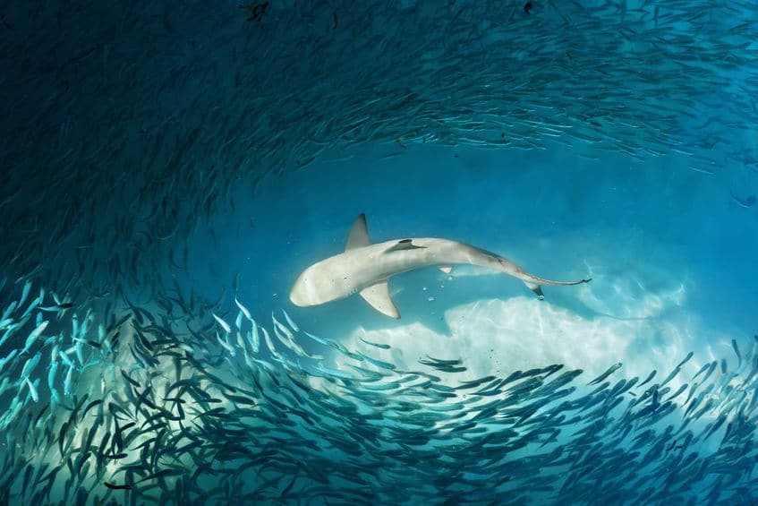 水族館はサメが食べないように工夫しているというトリビア