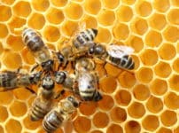 ミツバチの管理された集団体制に関する雑学