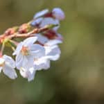 日本の桜の80%がクローン桜という雑学