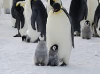 コウテイペンギンの過酷な子育てに関する雑学