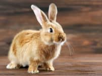ウサギに肉球がないことに関する雑学