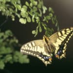 アゲハ蝶のメスは、前足で味覚を感じることができるという雑学