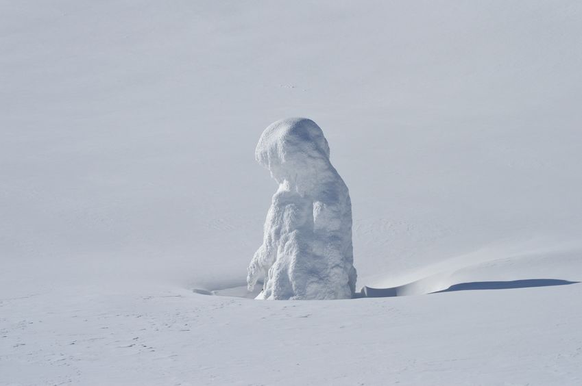 スノーモンスターの正体は木に氷と雪がついた樹氷についてのトリビア
