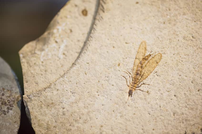 進化の過程が不明!?昆虫の祖先はどんな生き物だった？という雑学まとめ