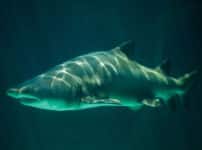 お母さんの子宮の中で共食いするサメ「シロワニ」に関する雑学