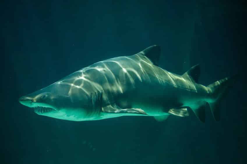 お母さんの子宮の中で共食いするサメ「シロワニ」に関する雑学