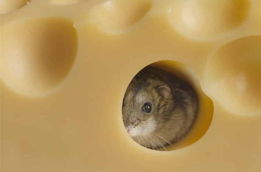 「ネズミはチーズ好き」というイメージになった理由についてのトリビア