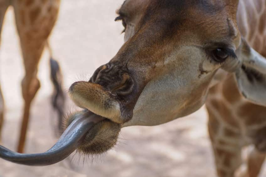 キリンの舌が長い理由 についてのトリビア
