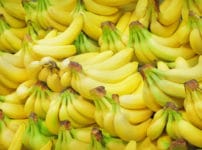 バナナは親と同じ遺伝子をもっているという雑学
