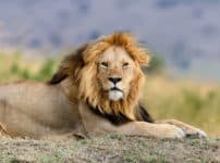 ライオンはアフリカ以外にインドにもいるという雑学