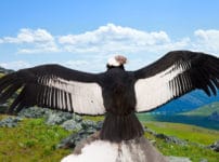空を飛ぶ鳥の中で、重さ最大15kgある鳥「アンデスコンドル」についての雑学