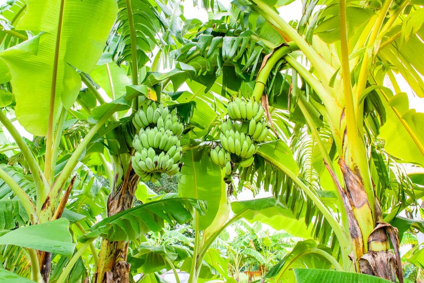 バナナの木はクローンで増えるというトリビア