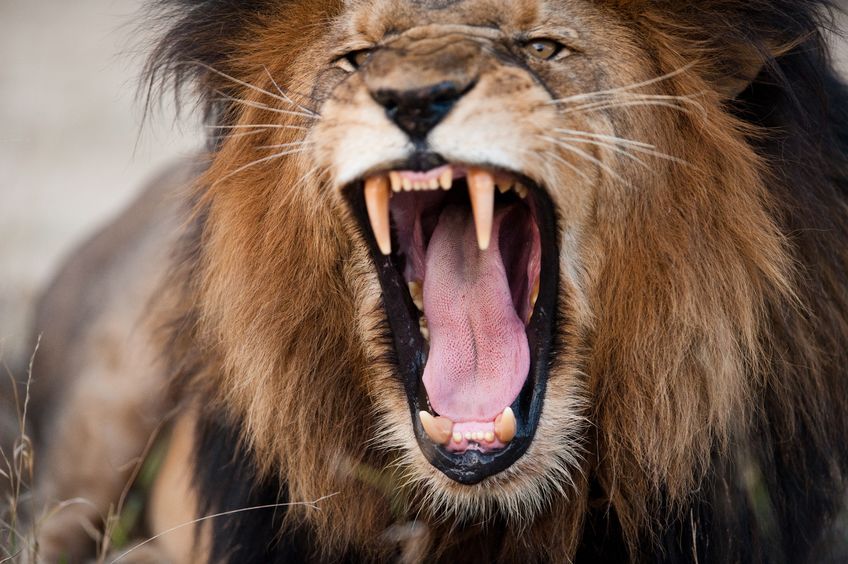 ツァボのライオンは「人食いライオン」として有名というトリビア