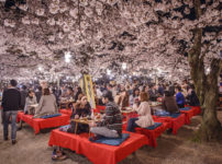 日本最大の花見をしたのは豊臣秀吉という雑学