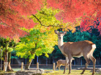 奈良公園の鹿のウンチは虫が掃除しているという雑学